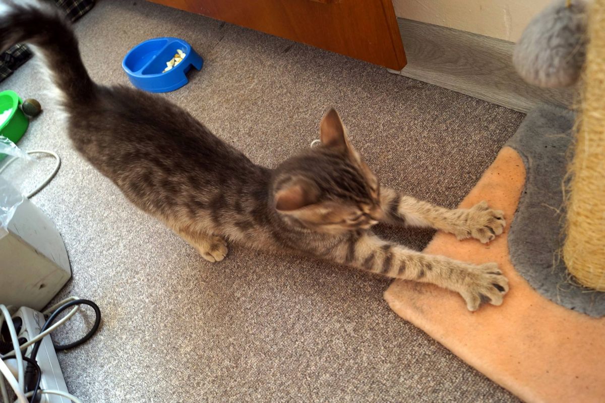 Кот-секретарь. Фото: facebook.com/RadioSvoboda.Org