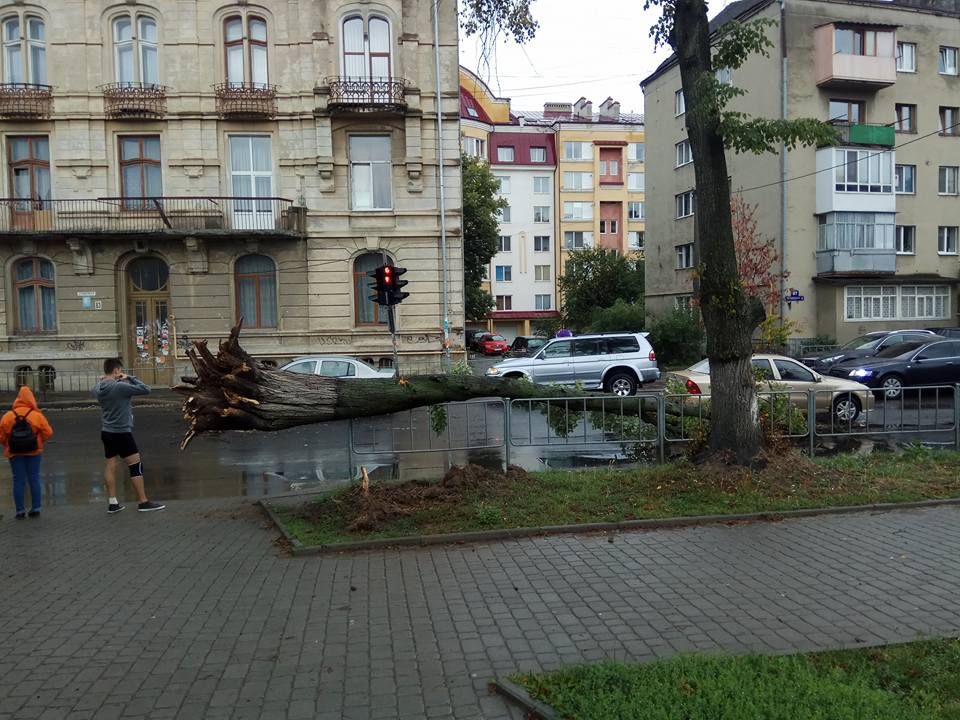 В Ивано-Франковске упало дерево. Фото: facebook.com/taras.sava.z