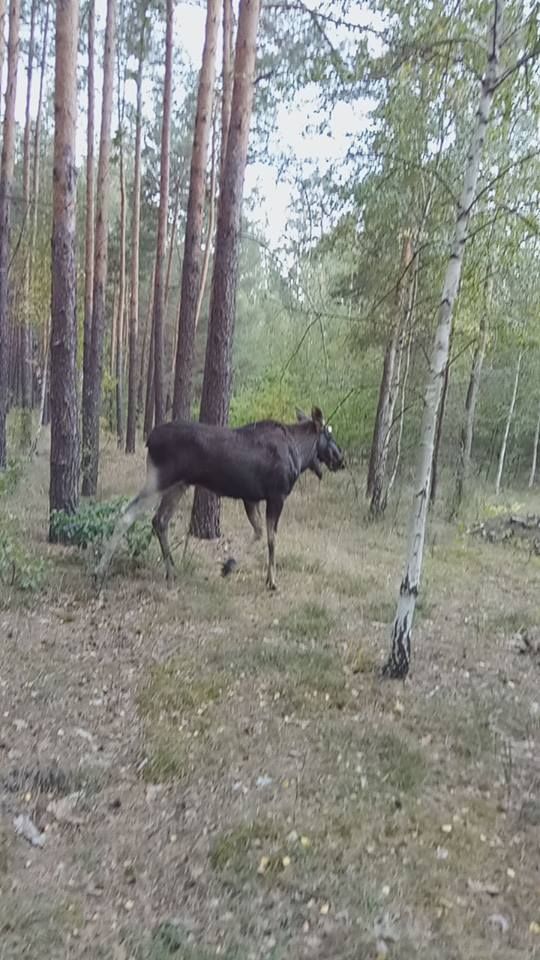Лось прокинувся і побіг у ліс. Фото: facebоk.com/KARG.kyivanіmalrescuegroup