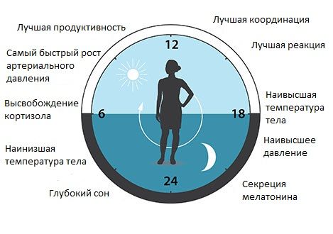 Биологический цикл человека. Фото: nobelprize.org 