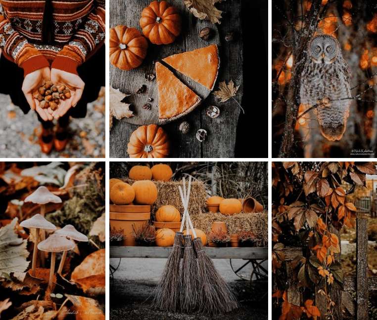 Тыквы, Хэллоуин. Фото: vk.com/witchofthewilds