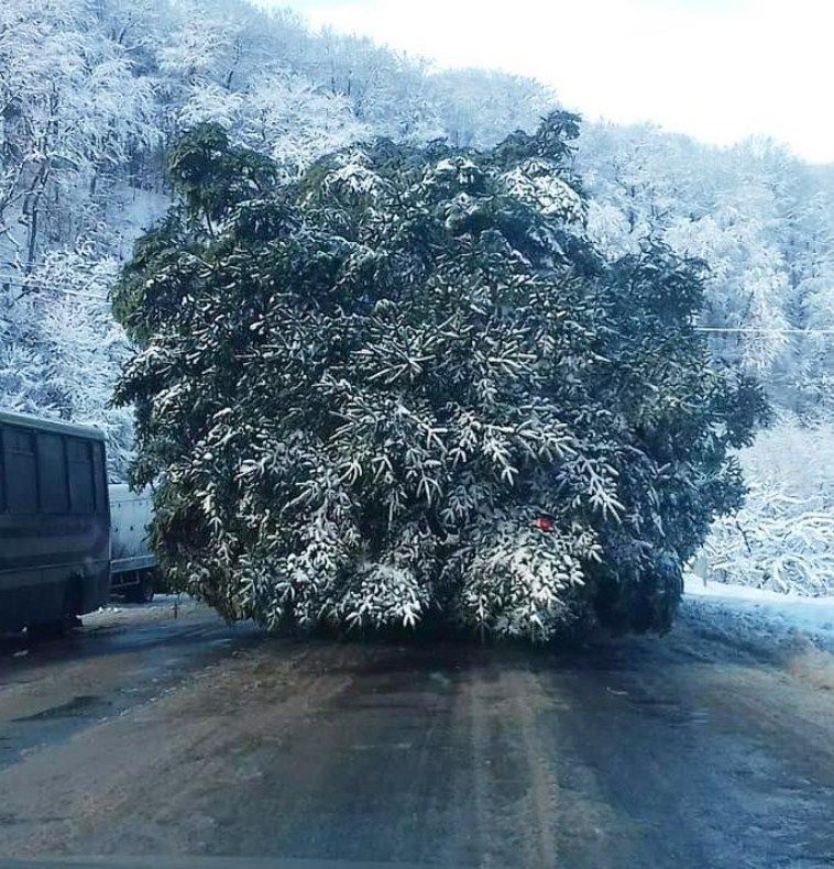 Эта зеленая карпатская красавица украсит Софийскую площадь. Фото: facebook.com/FolkUkraine