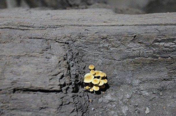 Грибы на артефактах. Фото: А. Морина

