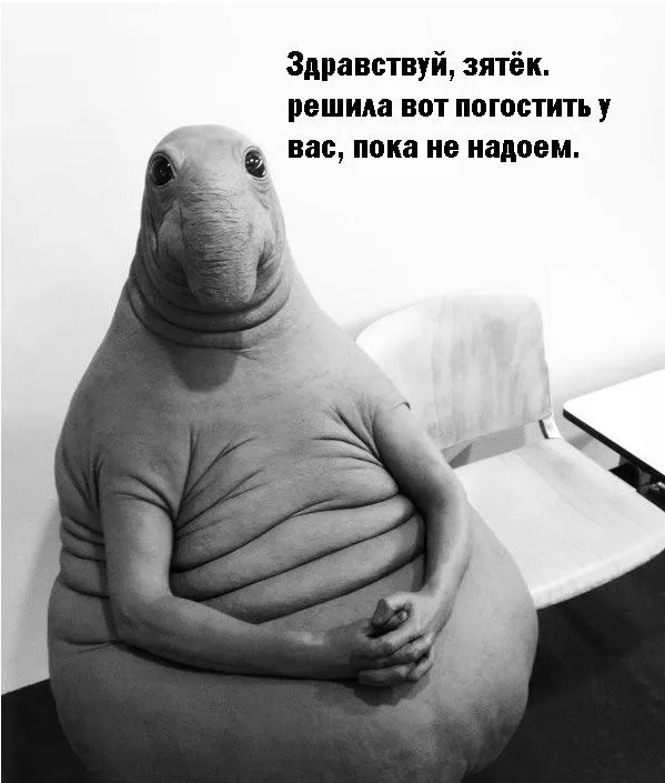 memepedia.ru