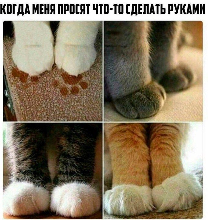 memepedia.ru

