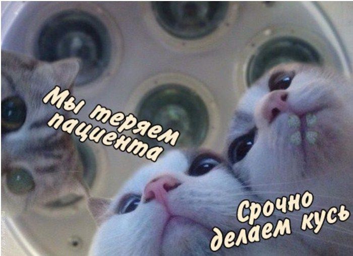 Фото: memepedia.ru