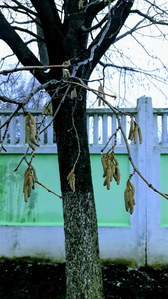 Дерева відреагували на аномальне тепло. Фото: facebook/Таня Корж