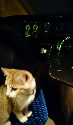 Провідник хотів віднести кішку в парк біля вокзалу, але вона пішла за ним назад на перон. Фото: twitter.com/guiguitrotter