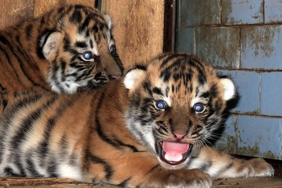 Амурские тигры. Фото: facebook.com/topchy.zoo