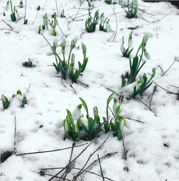 Фотографії перших квітів нового року публікують користувачі з Одеси. Фото: instagram.com/iren_korshunova