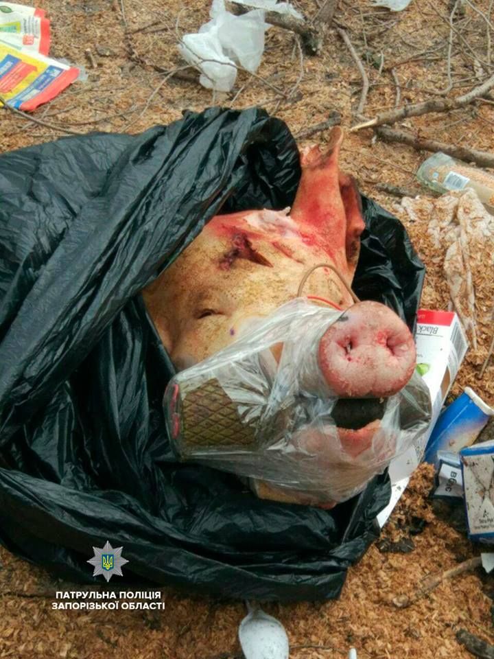На место происшествия выезжали саперы, которые изъяли из пасти свиньи корпус гранаты без взрывателя.

