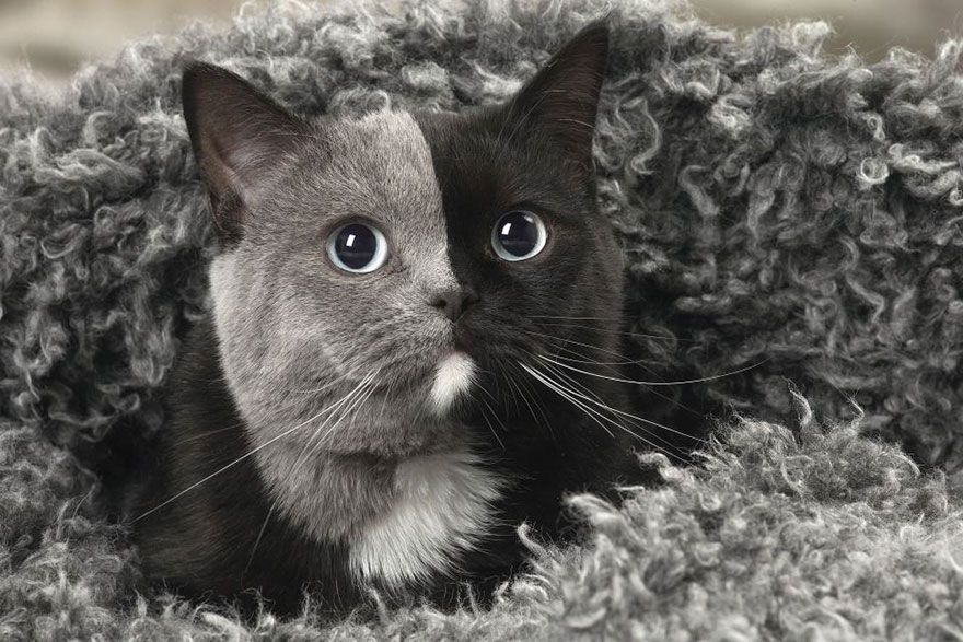 Ее прозвали двуликой кошкой. Фото: Jean Michel Labat / Caters News