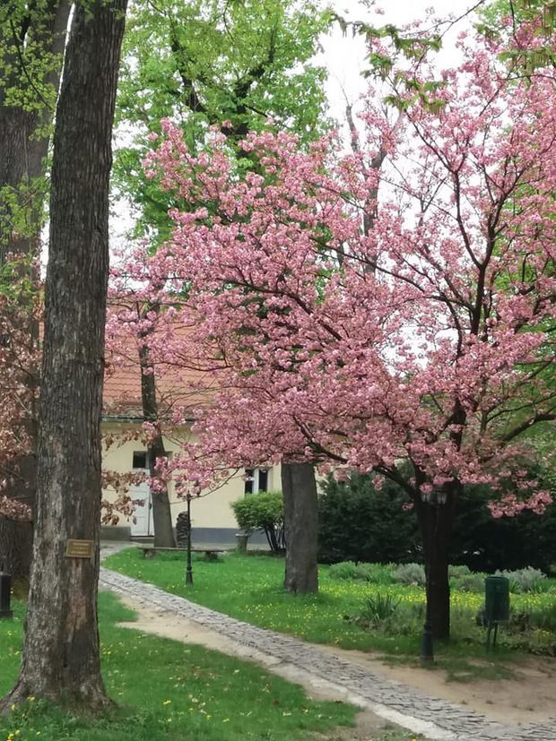 Во дворе Ужгородского замка расцвела сакура. Фото: uzhgоrod.in