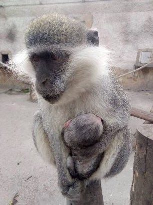 Бебі-бум в Одеському зоопарку триває. Фото: facebook OdesskijZoopark