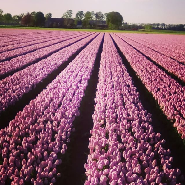 щороку висаджується більше семи мільйонів квітучих цибулин. Фото: instagram tycjanka.c