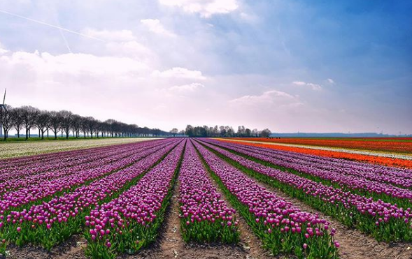 Каждый год высаживается более семи миллионов цветущих луковиц. Фото: instagram rkompier