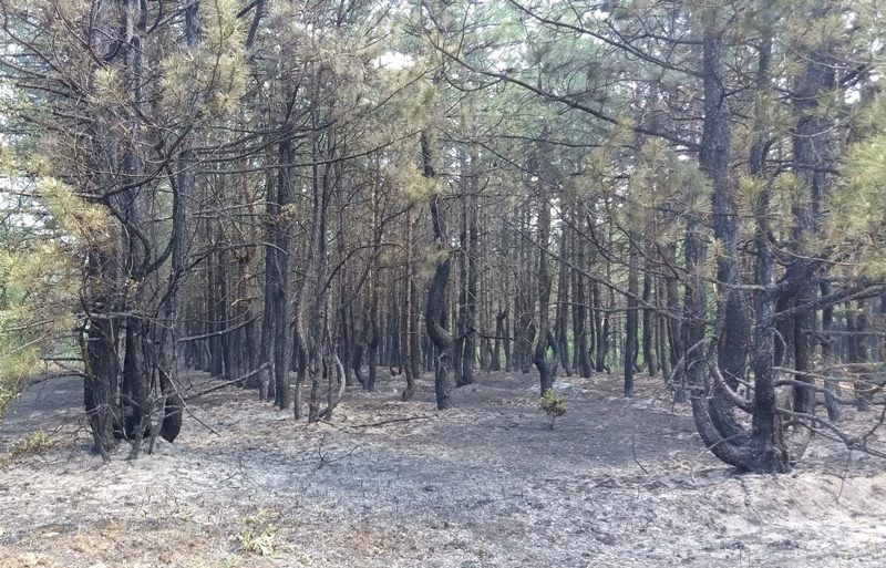 В Луганской области из-за обстрела боевиков загорелся лес. Фото: facebook.com/pressjfо.news