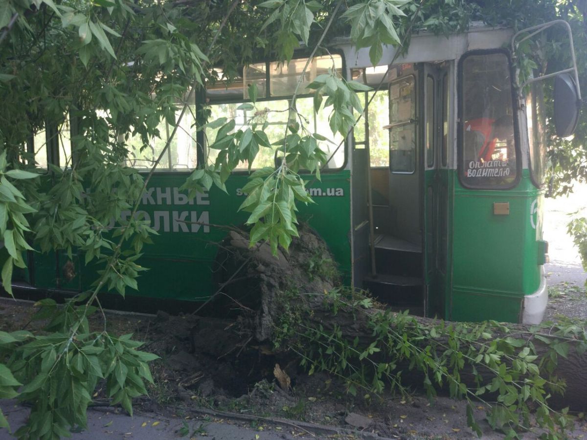 Дерево впало на тролейбус. Фото: 061. 