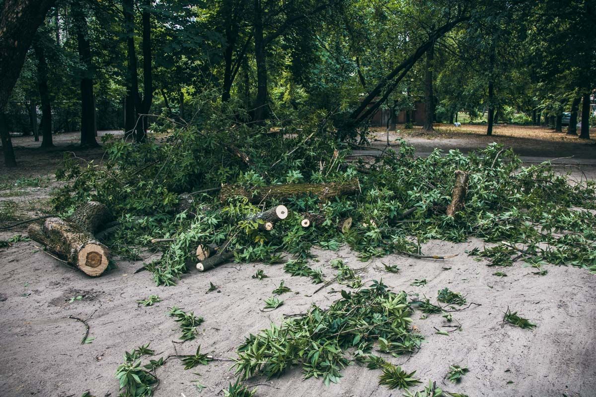 Дерево два раза упало на авто. Фото: Информатор
