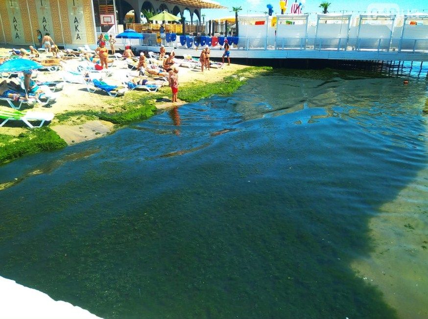 На бесплатном пляже не провели уборку водорослей. Фото: 048.ua