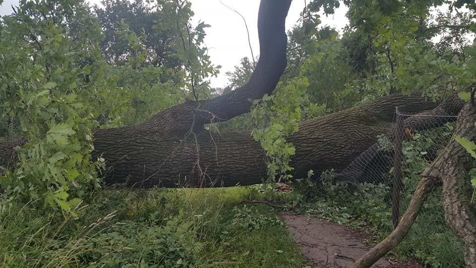 Негода повалила дуби. Фото: Віктор Рак