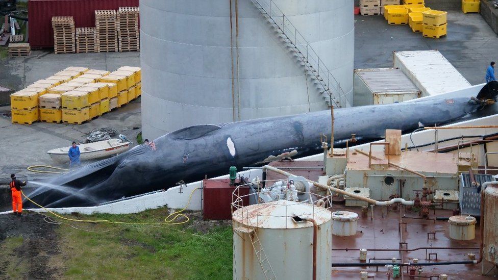 По мнению экспертов, на фотографии &ndash; молодой самец голубого кита. Фото: HARD TO PORT