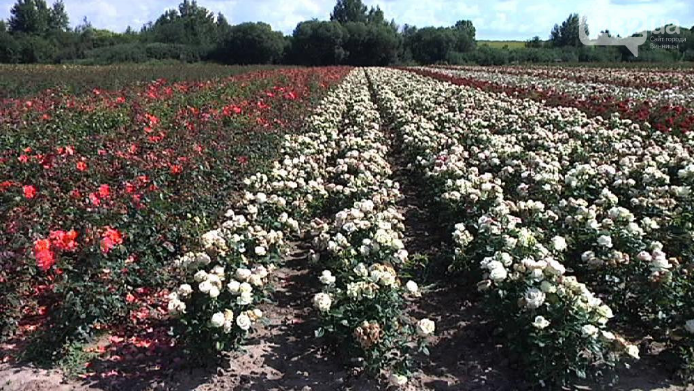 Популярны винницкие розы также в Голландии, Англии и Франции. Фото: 0432.ua