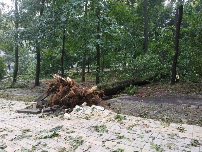 В некоторых местах деревья вырвало с корнями. Фото: 