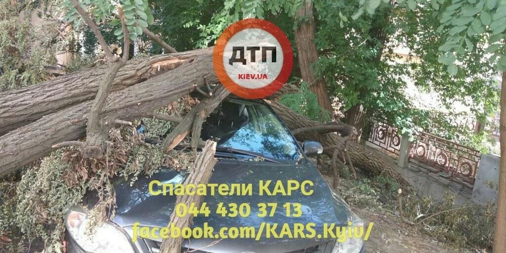  В Киеве дерево упало на авто. Фото: dtp.kiev.ua