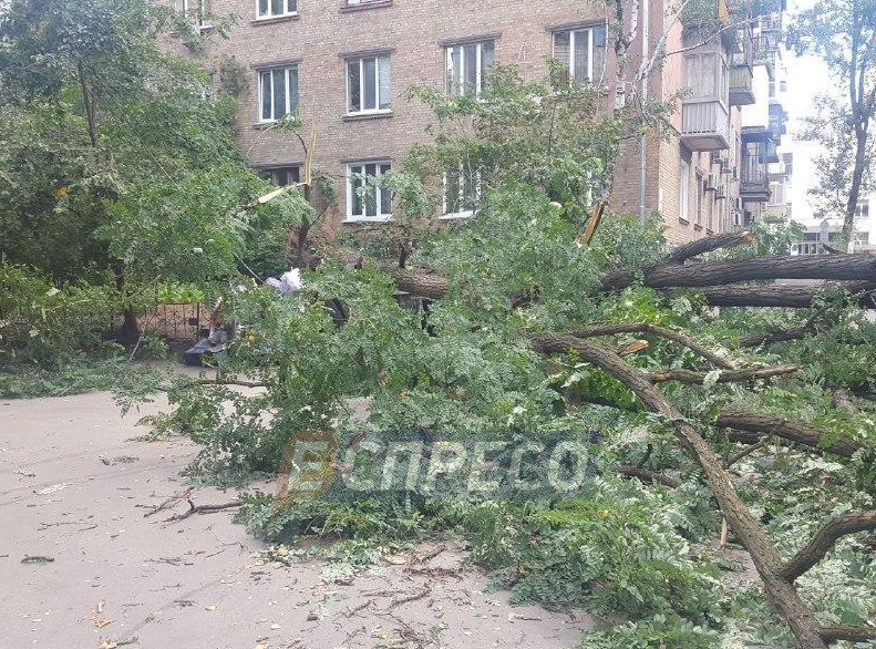 В одном из дворов Киева упало огромное старое дерево