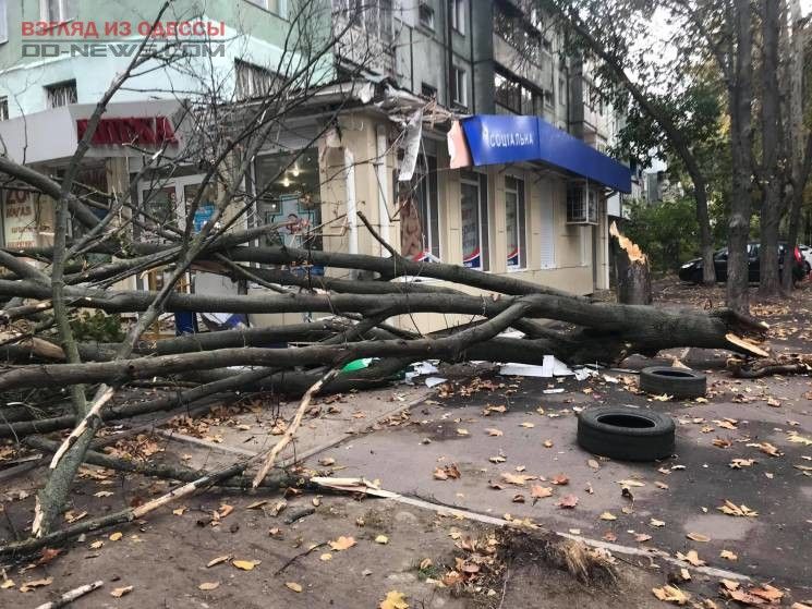 Во многих городах ураган повалил деревья.