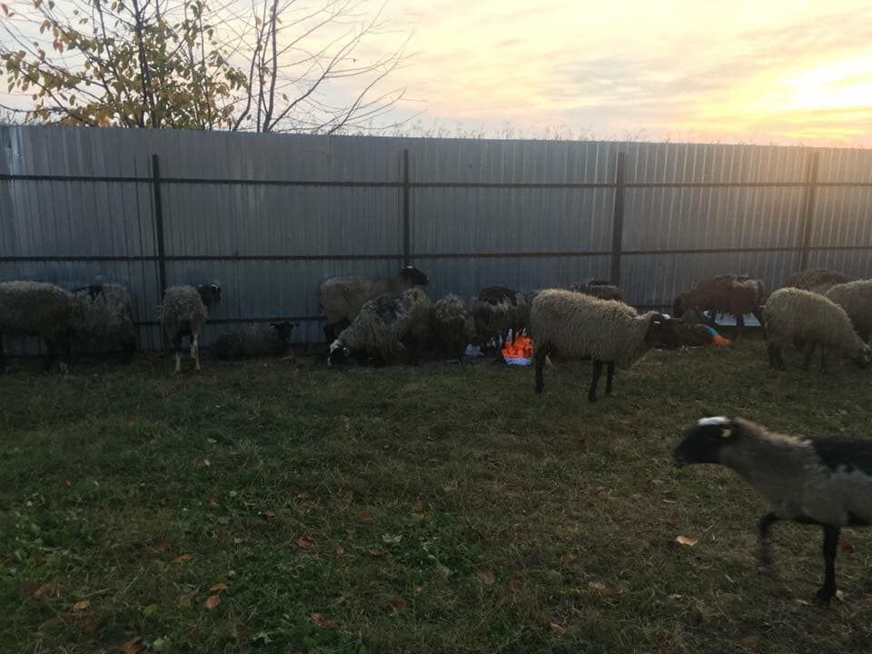  Животные наконец смогли поесть и за ними присматривают. Фото: UAnimals