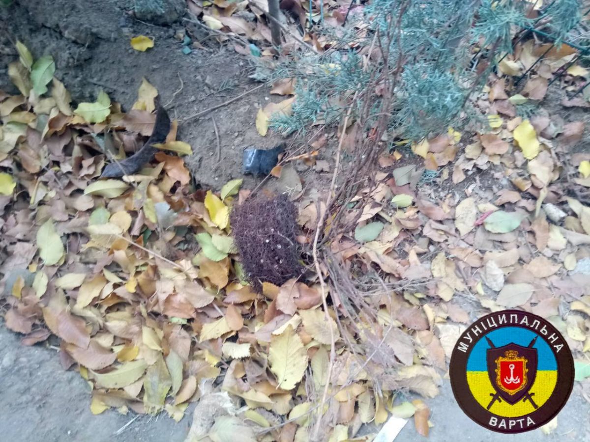 Все викопані ялинки посадили назад.