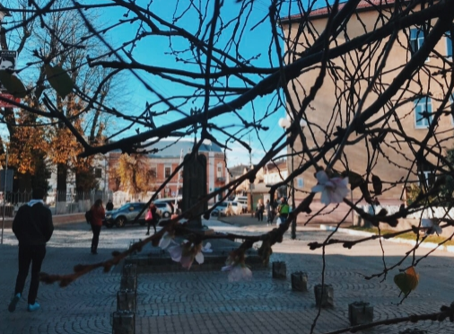 В Мукачево в середине ноября расцвела сакура. Фото: Mukachevo.net