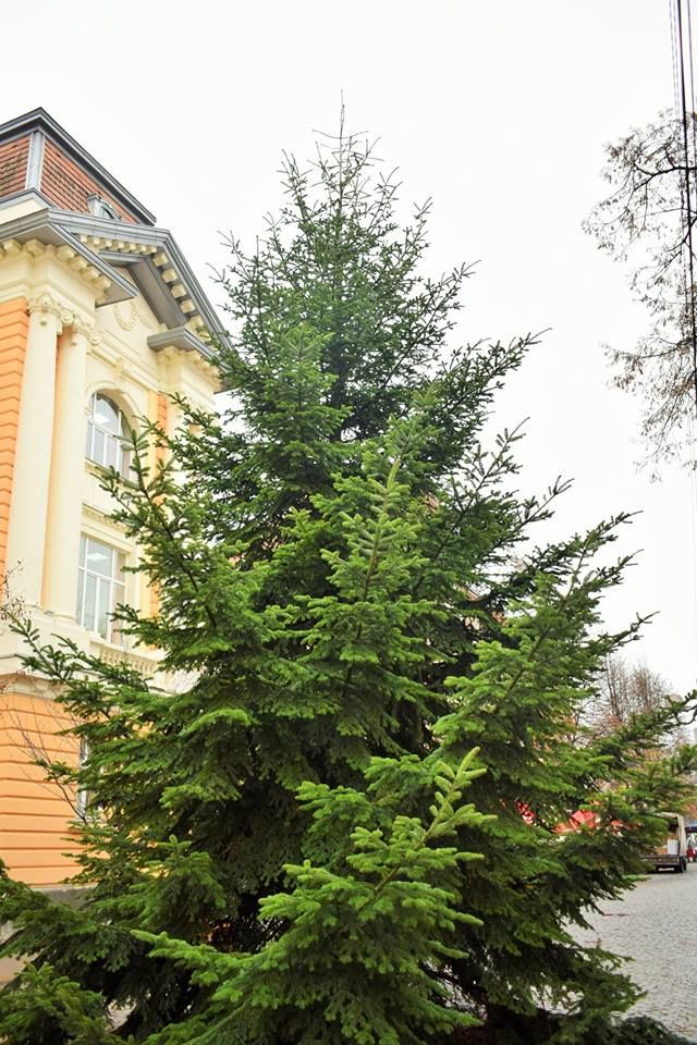 Елку будут украшать на днях. Фото: facebook.com/PublicPageBabjak/