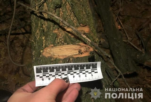 Полностью срубить деревья задержанному не удалось. 