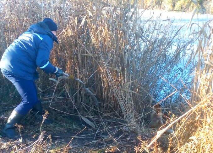 Спасатели освободили лисенка. Фото: ГосЧС Киевской области