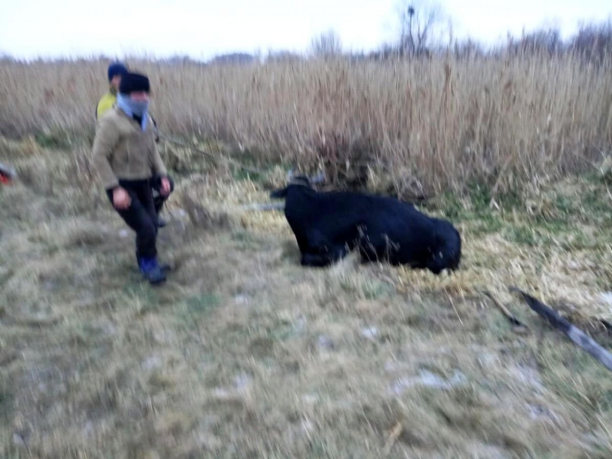 Животное находилось в болоте около часу.