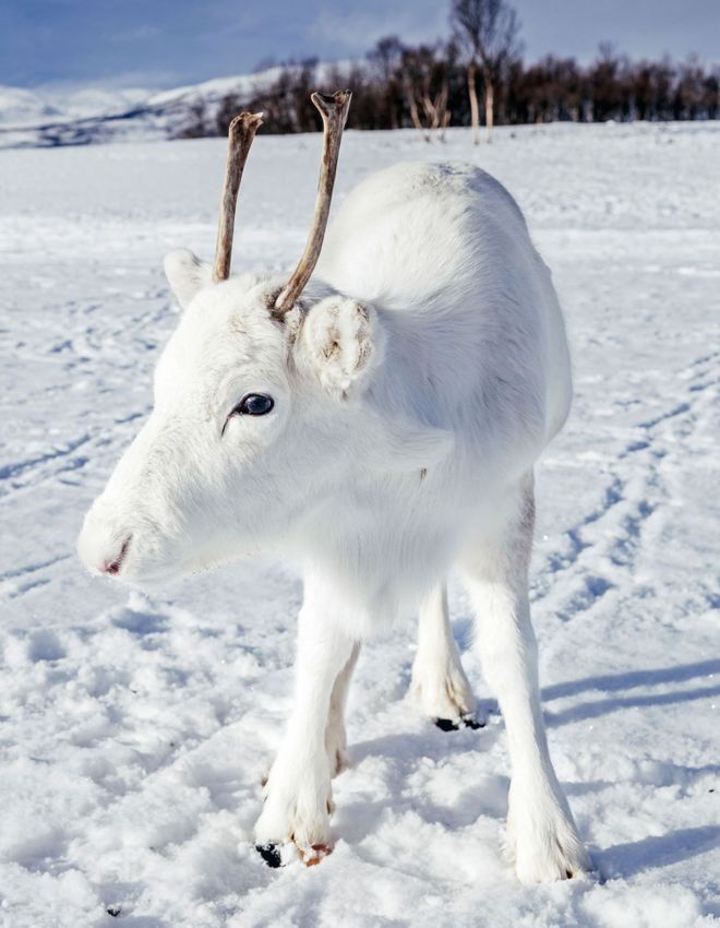 Нордсві каже, що вони з оленем дивилися один одному в очі. Фото: Mads Nordsveen/Instagram