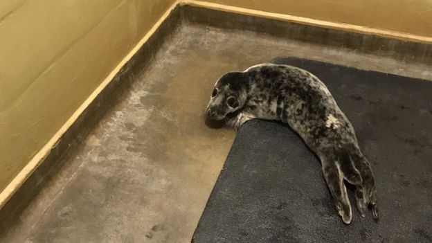 Животное нашли в 6,5 км от моря. Фото: Rspca