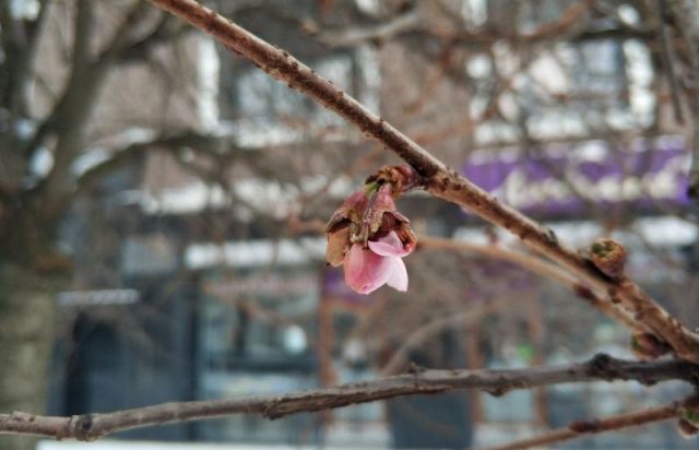 Сейчас на Закарпатье продолжает холодать.