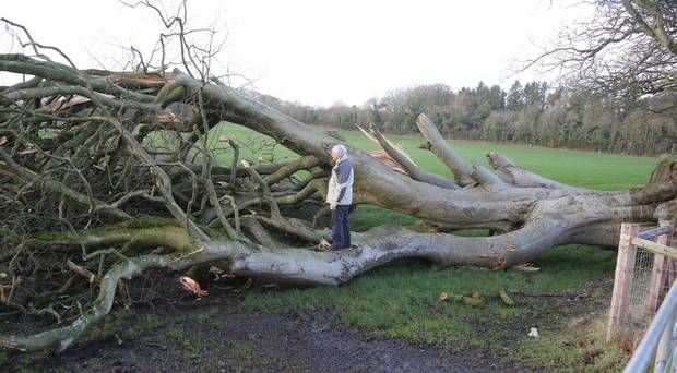 Старинный бук не выдержал мощного урагана. Фото: belfasttelegraph