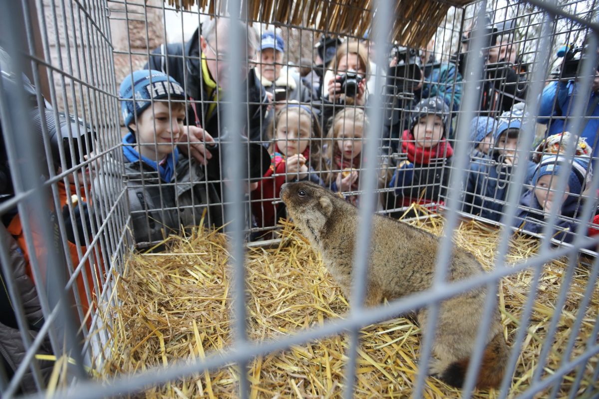 Маруся в цьому році рано прокинулася. Фото:facebook/lviv.adm