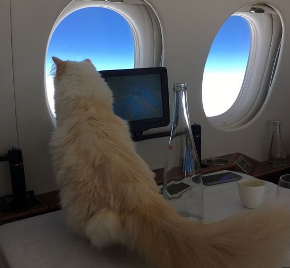 Кошка Лагерфельда имеет свой инстаграм и много подписчиков.  Фото: instagram.com/choupettesdiary