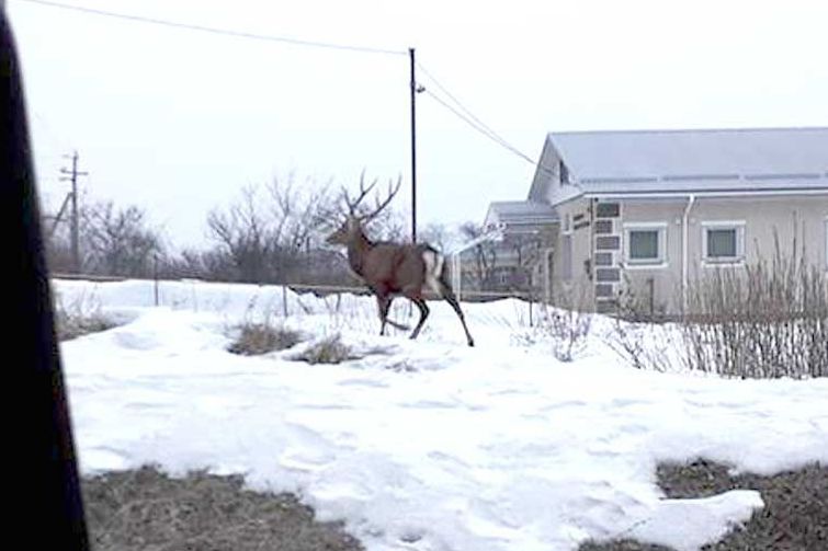  В городке под Харьковом несколько дней бегает олень. Фото: Facebook/Алина Омельяненко