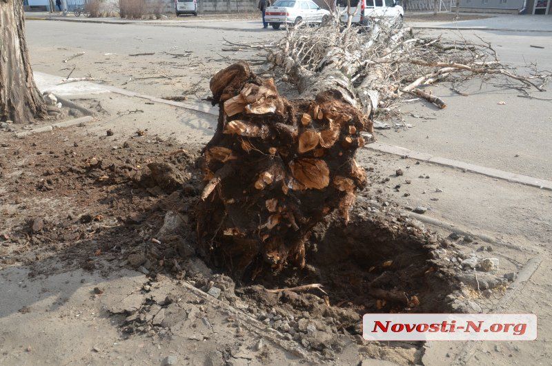 В Николаеве рухнул еще один тополь.