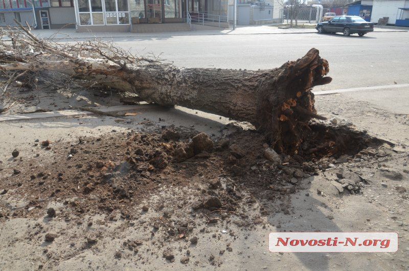 Тополь перекрыл проезжую часть.