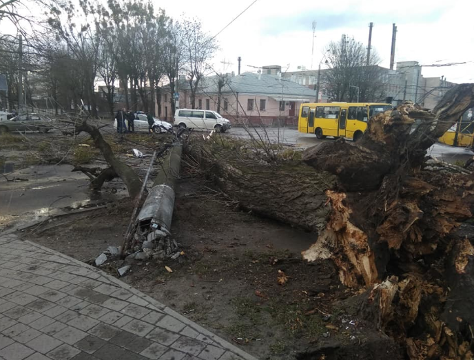 У Львові шквальний вітер повалив дерево. Фото: Варта1
