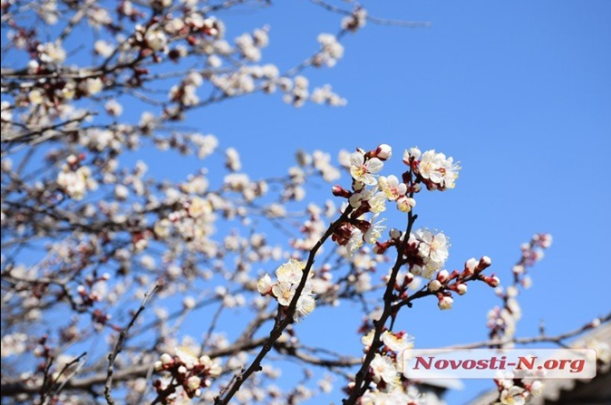 Цвітіння абрикос в Миколаєві. Фото: novosti-n.org
