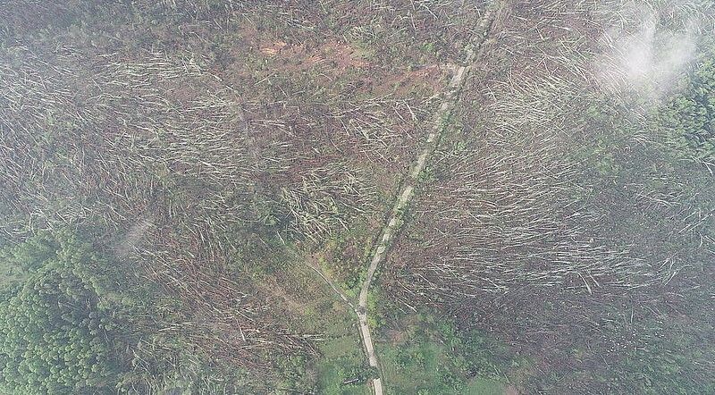 Ураган зніс ліс в Житомирській області. Фото: прес-служба Житомирського ОУЛОХ